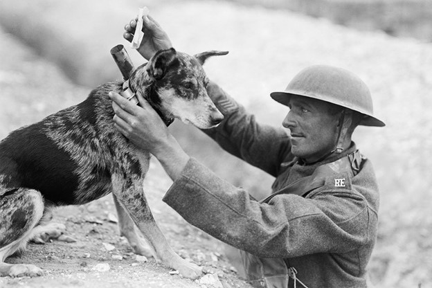 Sergent din Secția de Transmisiuni a Royal Engineers introducând un mesaj în cilindrul atașat la zgarda unui câine
