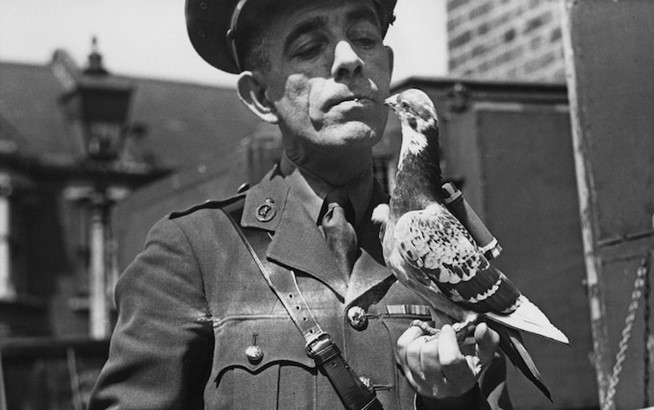 Căpitanul Caiger din cadrul Serviciului de Porumbei al Armatei Britanice, ținând în mână un porumbel mesager, iulie 1945