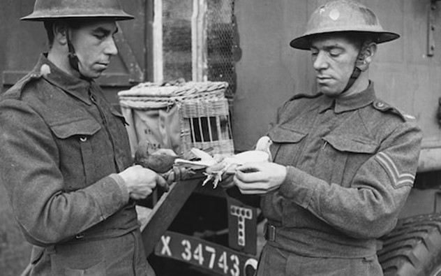 Soldați cu porumbei voiajori în 1941