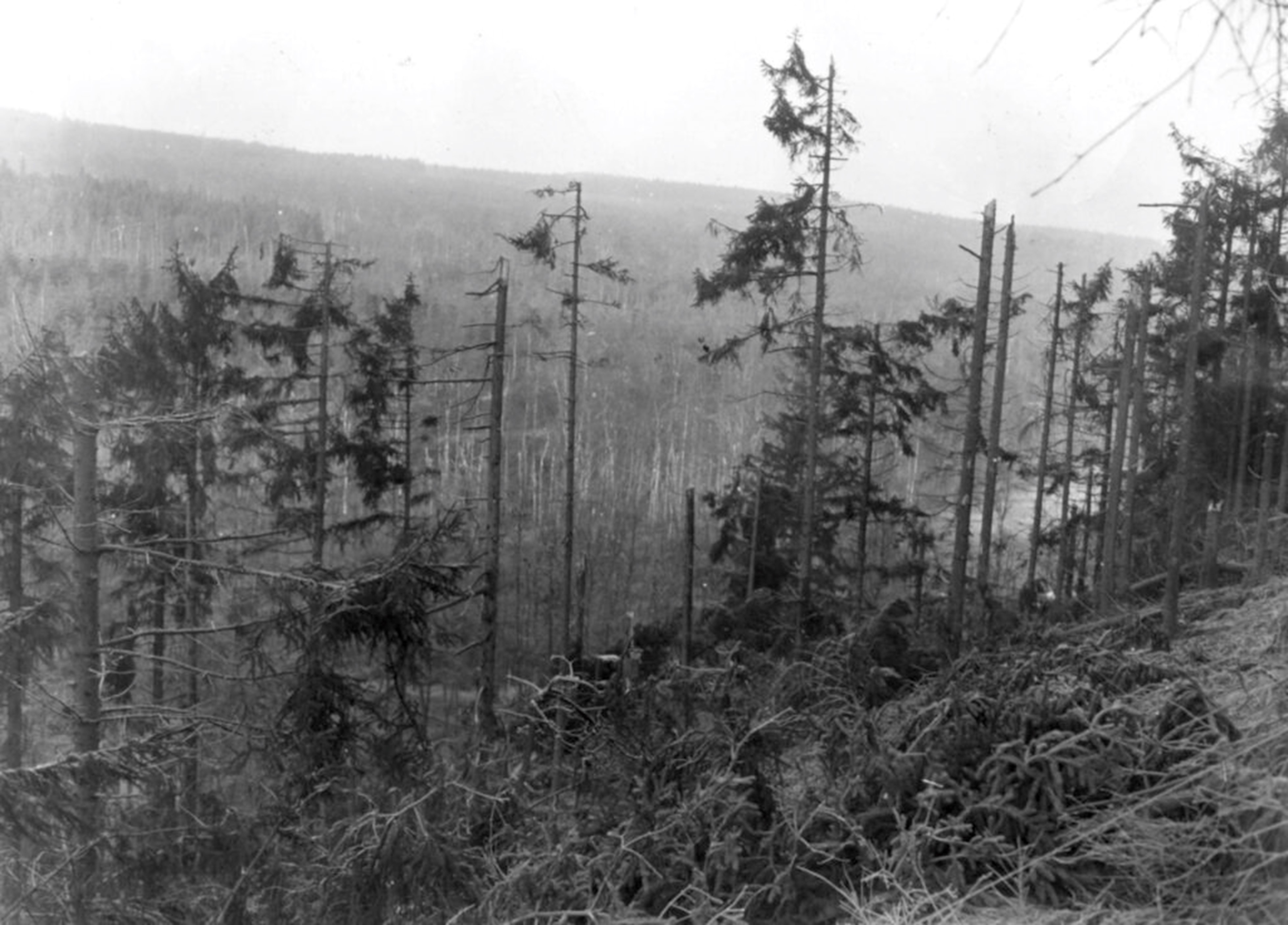 Imaginea unui câmp minat din Pădurea Hürtgen în timpul celui de-al Doilea Război Mondial arată vegetația densă și terenul accidentat unde Edwards și alți soldați americani s-au confruntat cu explozibili germanilor