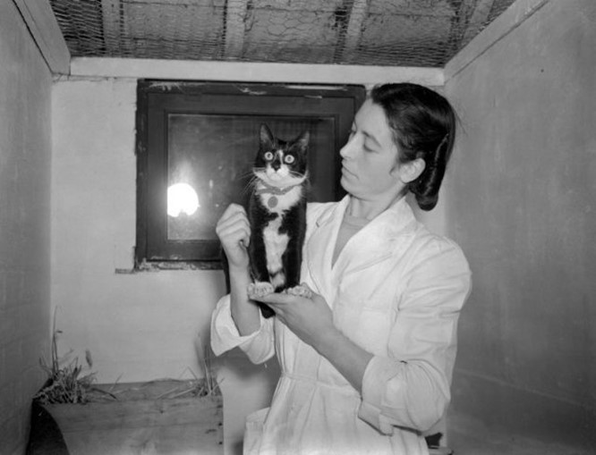 Pisica Simon a primit Medalia Dickin, pentru prinderea șobolanilor și protejarea proviziilor de hrană în perioada în care nava a fost prinsă în mâinile chinezilor