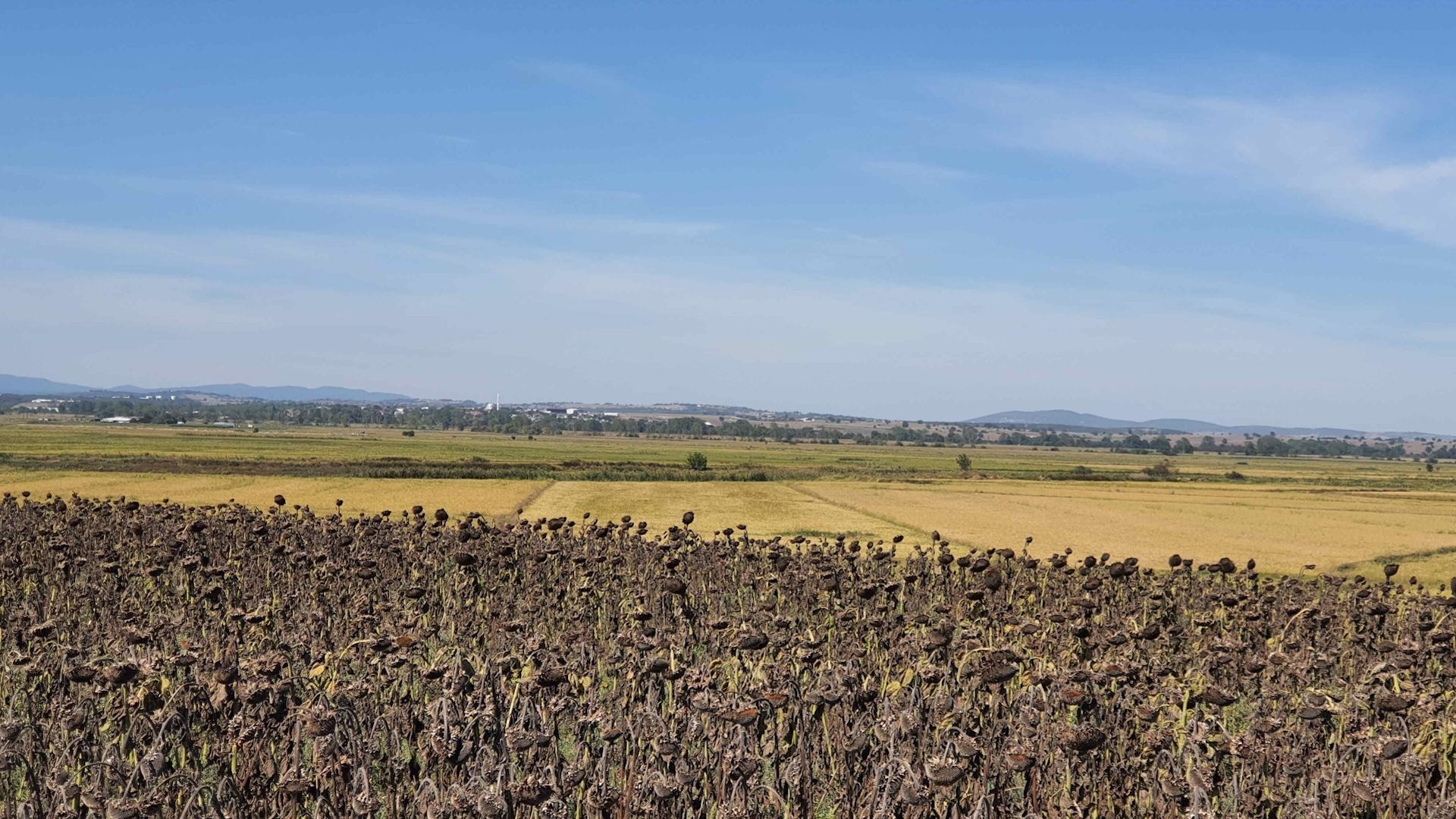 Alexandru cel Mare, Bătălia de la Garnicus